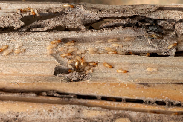 Best Best Pest Control Companies  in Slatington, PA